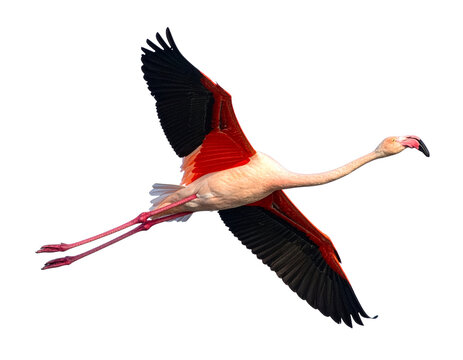 Eleganter fliegender rosa Flamingo isoliert auf transparentem Hintergrund