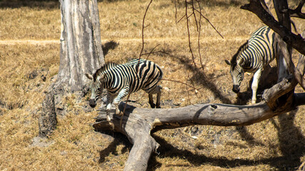 pursuit of peace for young zebra © Abstrct-360