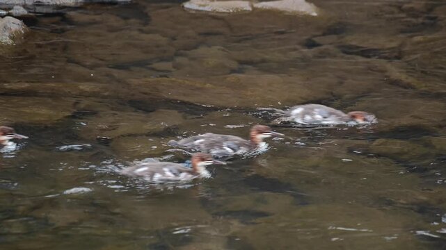 Red-breasted Merganser duck family swimming  by in  a shadow stream close up selective focus video natural authentic sunlight