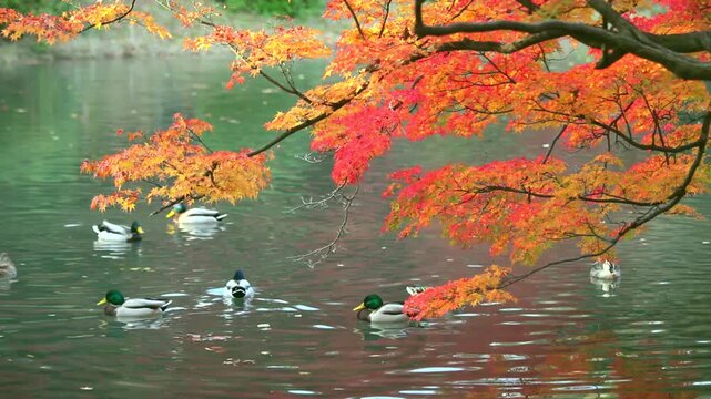 池の水鳥と紅葉