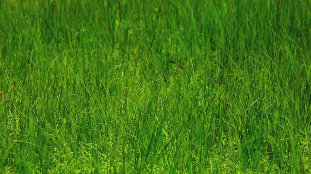 草地を飛ぶトンボ