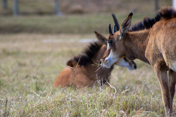 sable antelope side look onto the camera © Abstrct-360