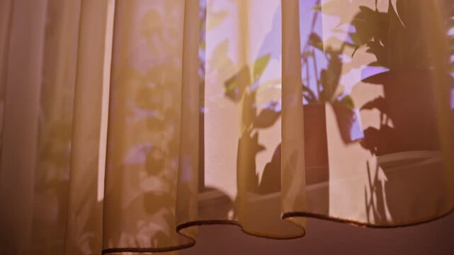 Sunlit sheer curtain with plant shadows on windowsill, warm morning light and cozy interior mood, 4K