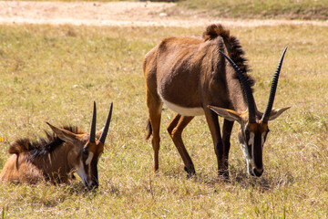 one sable antelope grazing and another one in the grass © Abstrct-360