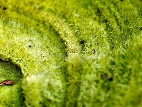 Macro view of green parasitic fungus captures organic details and natural forest biology patterns