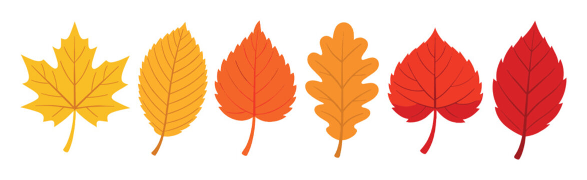 Displaying warm colors and varied shapes, autumn leaves embody the fall season, nature, and foliage