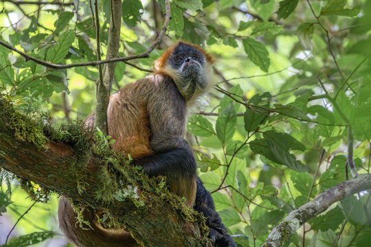 Spider monkey (Ateles) in a tree in the rainforest of Costa Rica