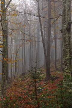 Autumnal beech forest in the mist, the trees shrouded in rain drops, in the Bohinjsko sedlo (mountain pass) area on the 909 road. Sorica-Slovenia-120