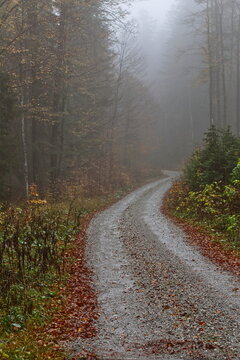 Dirt path winding along a beech forest in the mist, the trees shrouded in rain drops, in the Bohinjsko sedlo area on the 909 road. Sorica-Slovenia-119