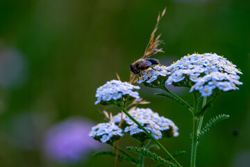 Gemeine Schafgarbe mit Mistfliege als Symbol für Biodiversität © Tina Rabus