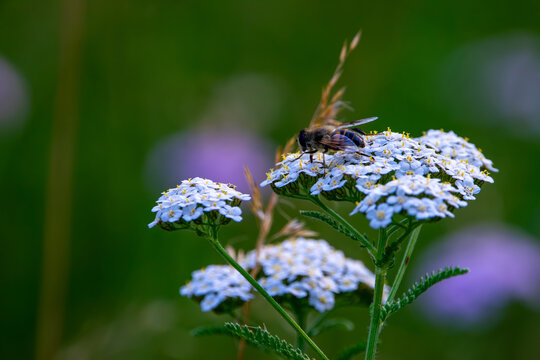 Schafgarbe mit Mistfliege vor weichem gr&uuml;nem Bokeh und nat&uuml;rlichem Freiraum
