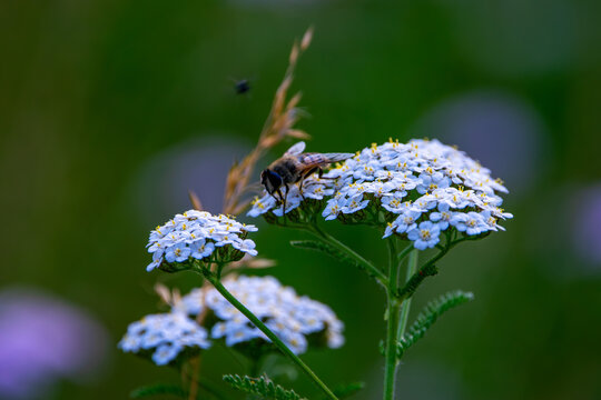 Wildblume mit Mistfliege in einer artenreichen Naturwiese