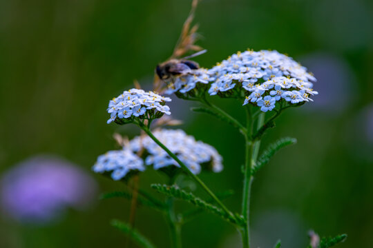 Mistfliege auf einer Wildblume mit selektiver Sch&auml;rfe und nat&uuml;rlichem Bokeh