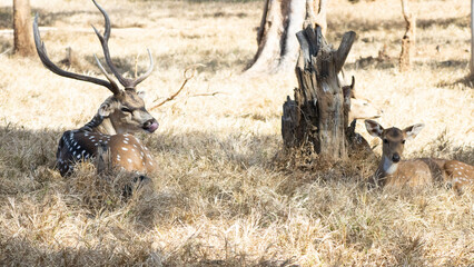 two spotted deer - Chita © Abstrct-360