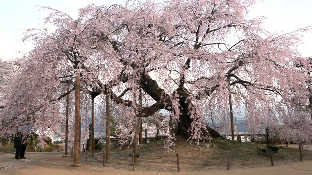 麻績の里の舞台桜