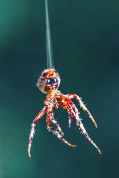 spotted orbweaver spider hanging on its silk dragline