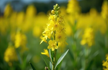 Obraz premium Yellow flowers bloom in sunlit agricultural field. Close-up view focuses on single stalk with many blossoms and green leaves. Blurred yellow plants fill background creating soft bokeh effect.