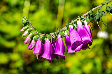 colorful foxglove plant on a mountain trail © William Cobb