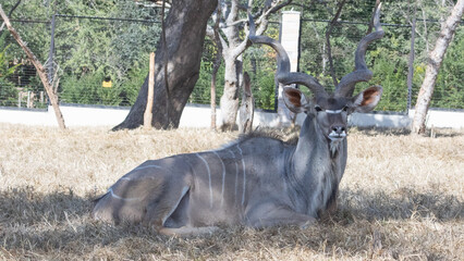 greater kudu in the woods © Abstrct-360