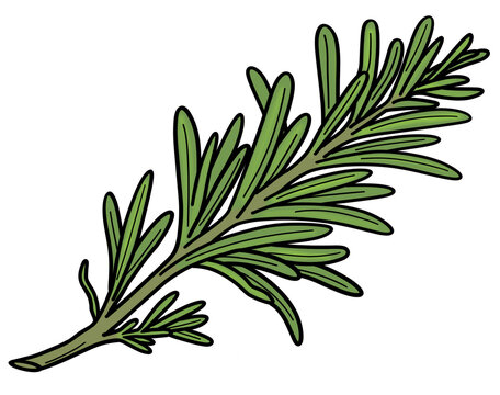 Fresh green rosemary branch herb botanical illustration