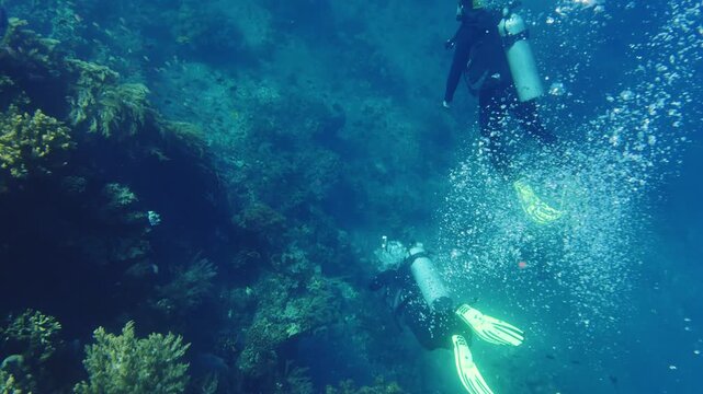 Scuba divers swimming along a coral reef wall