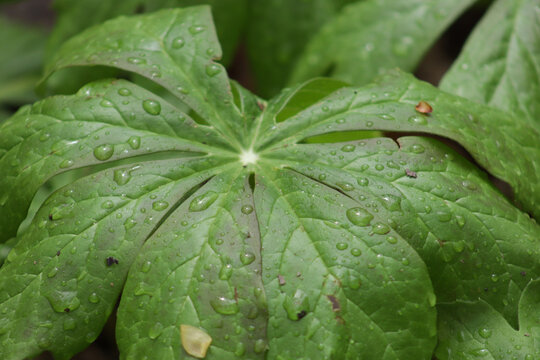 Close up of a mayapple plan with water droplets on it