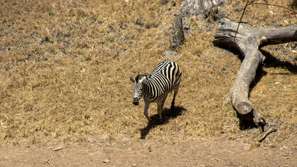 zebra - high view profile © Abstrct-360