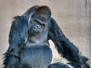 Gorilla at Cleveland Zoo © Brian