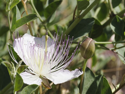 Caper Bush Flower and Bud in Sunlight