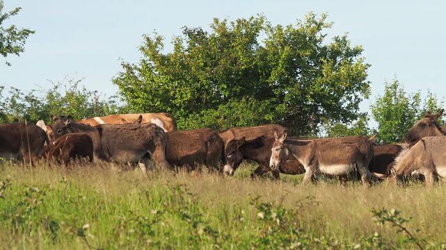 Herd of donkeys returning from the pasture in the afternoon