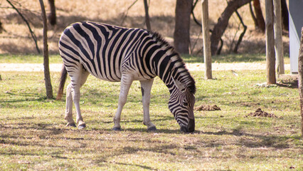 zebra grazing on dry grass © Abstrct-360