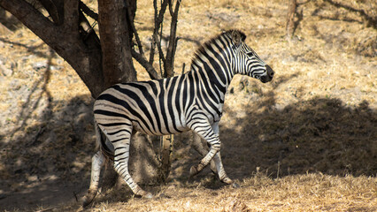 zebra in the shade © Abstrct-360