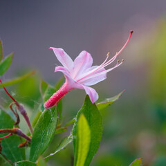 Obraz premium Atlantic rhododendron flower close-up. Atlantic rhododendron ( Latin- Rhododendron atlanticum ) is a deciduous shrub