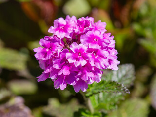 Obraz premium Verbena hybrida Quartz Purple close-up. Verbena Quartz is the best series for flower beds and flower pots. Large flowers with bright, clean colors.