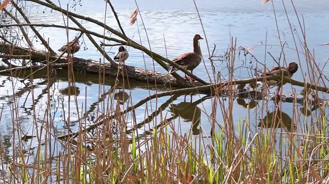 Mallard ducks and Greylag geese sitting on a fallen tree in the Cybina River floodplain