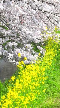 桜と菜の花と小川