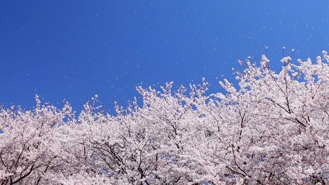 青空に舞い上がる桜吹雪