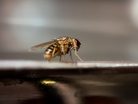 mosca