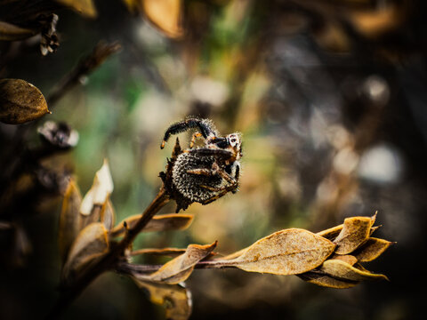 ara&ntilde;a