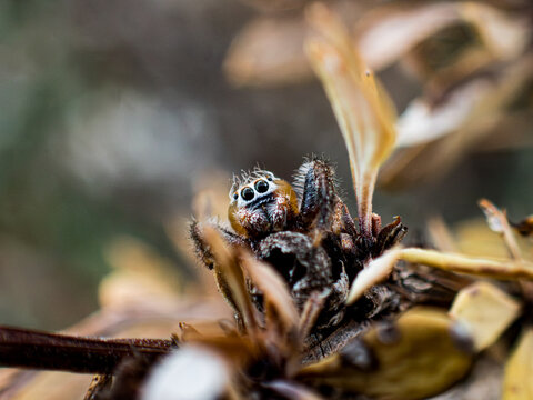 ara&ntilde;a