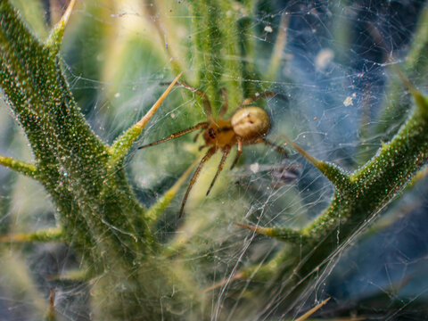 ara&ntilde;a