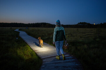 Fototapeta premium Tired woman with dog walks through peat bog at wooden path at dusk, lighting her way with headlamp on head, returning from autumn wetland with basket full of mushrooms back view. Foraging wild food. 