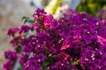 Obraz premium Close-up horizontal macro shot of vibrant, fresh purple bougainvillea blossoms blooming in spring. Soft creamy bokeh background highlighting the delicate petals and tiny white central flowers.