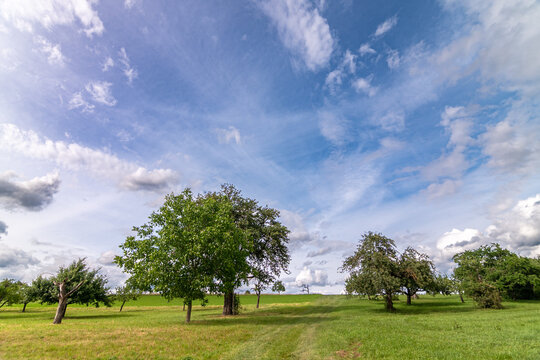 Idyllic rural landscape with green trees in an orchard under a blue sky with white clouds