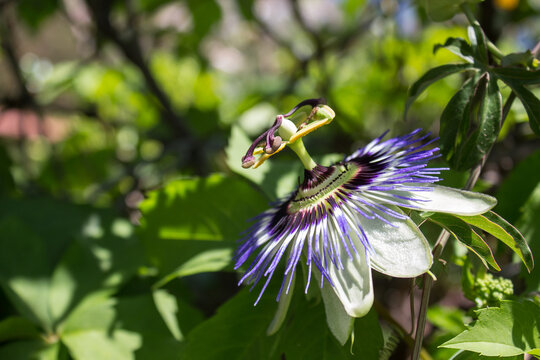 Horizontal close-up macro shot of a single passion flower (passiflora) blooming in a garden. Vibrant purple and white filaments with unique central reproductive structures against green leaves.