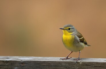 Obraz premium Small willow warbler bird with yellow breast sits on wooden fence. Tiny songbird looks alert with eye. Avian wildlife in natural outdoor habitat.