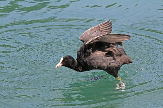 il tuffo della folaga (Fulica atra)