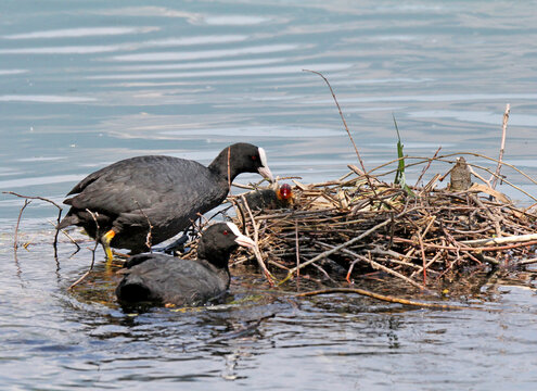 coppia di folaghe (Fulica atra) al nido con pulcino