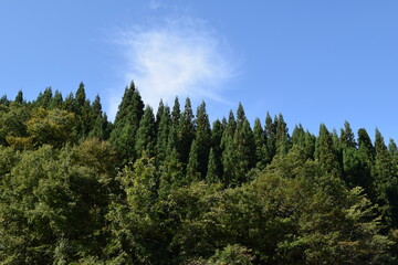 スギの木 針葉樹林 © FRANK