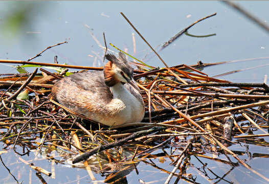 svasso maggiore (Podiceps cristatus) in cova sul nido